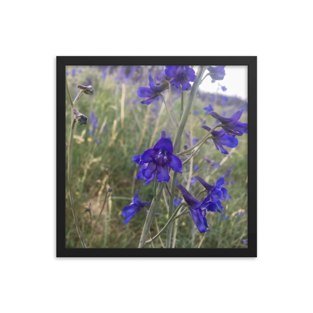 premium-luster-photo-paper-framed-poster-in-black-16x16-transparent-65c2e820c0ac3.jpg